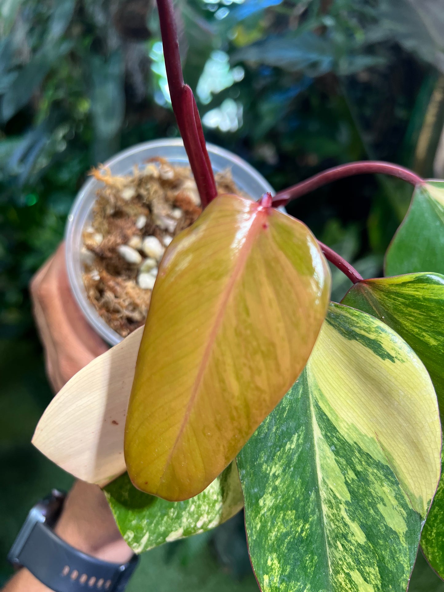 Philodendron Strawberry Shake