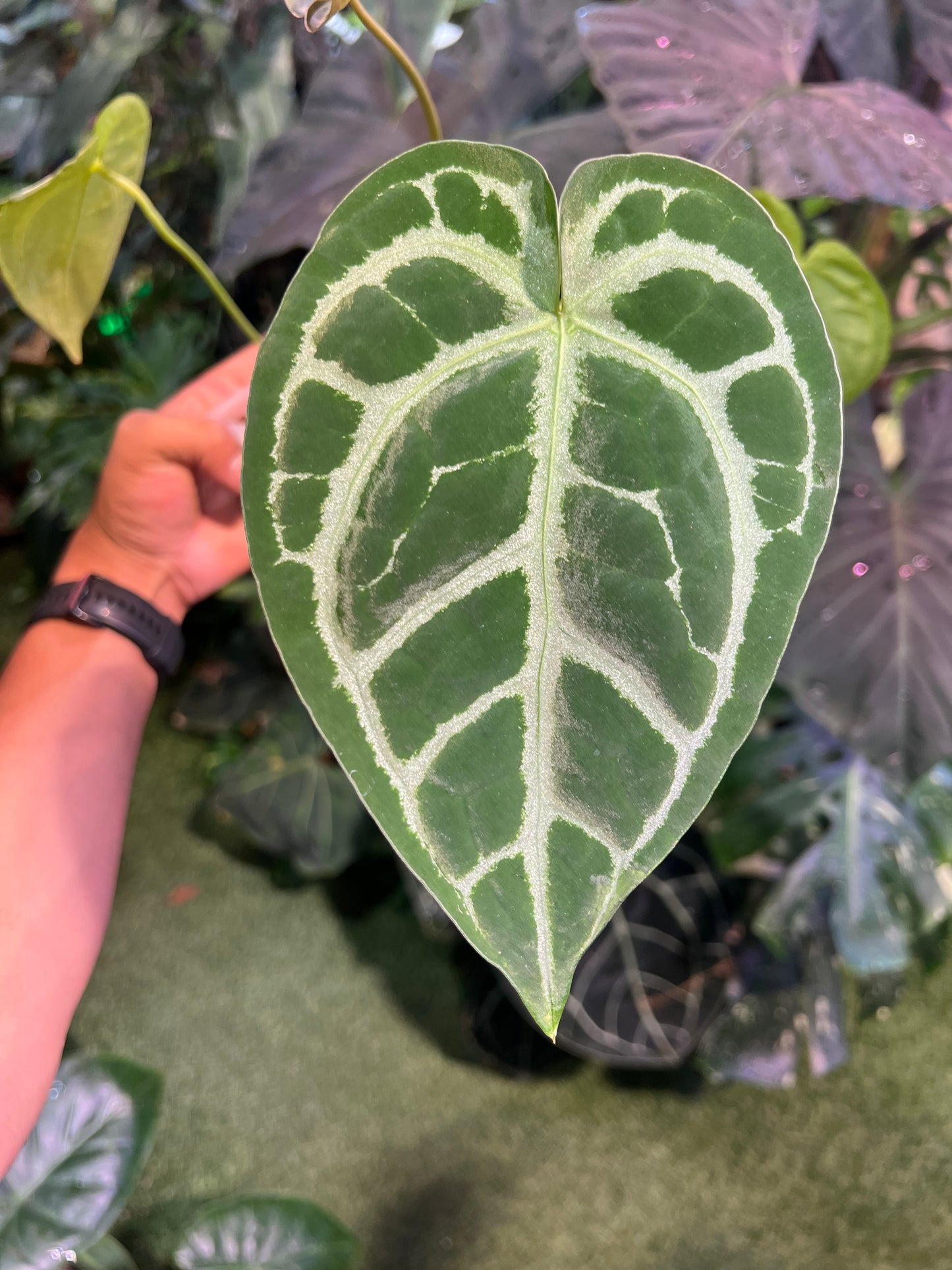 Anthurium Red Crystallinum x Magnificum x AOS