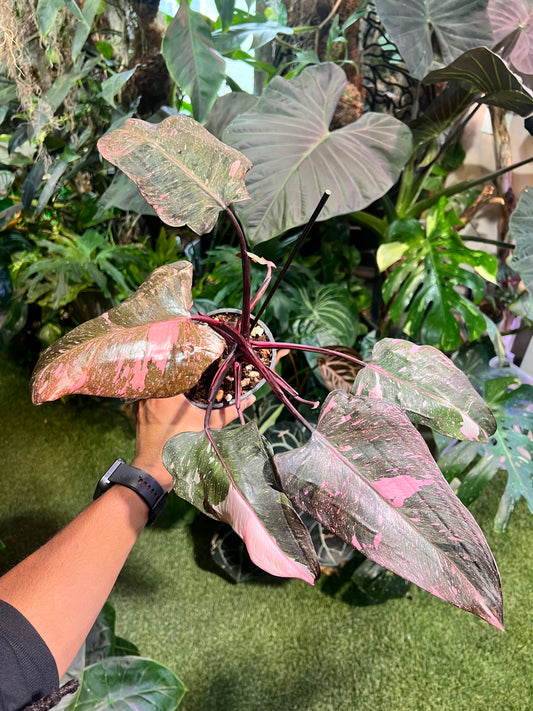 Philodendron Pink Princess Galaxy