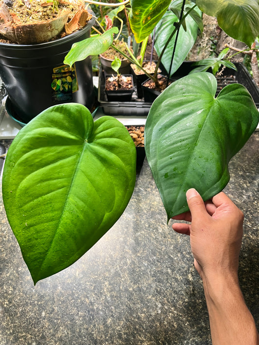 Syngonium Chiapense