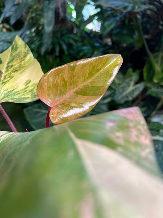 Philodendron strawberry Shake
