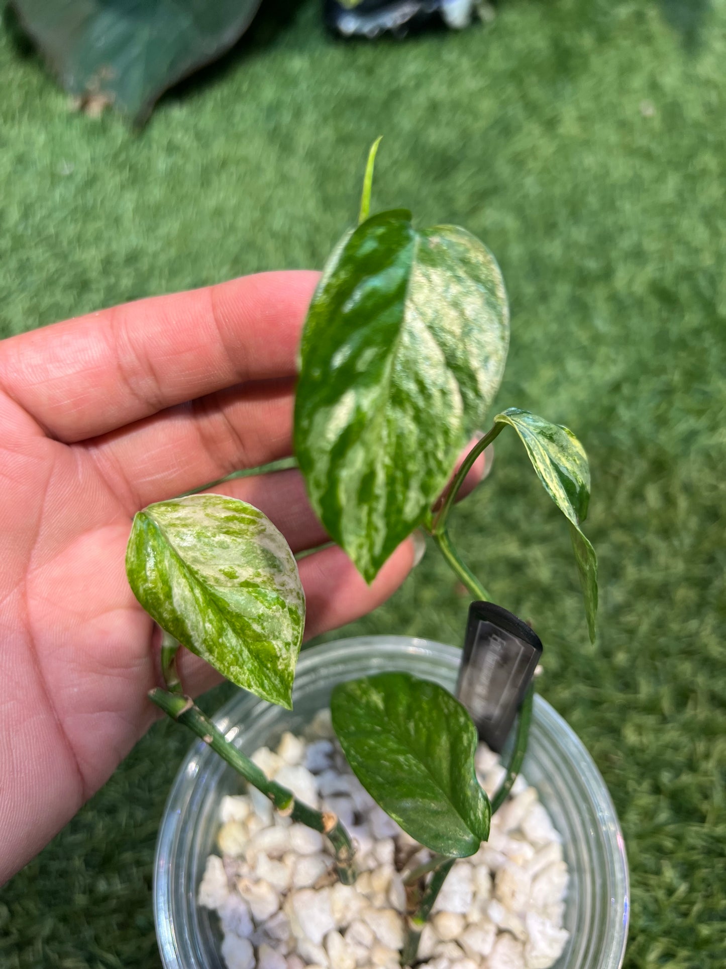 Epipremnum Hanomon sp. “Bali”