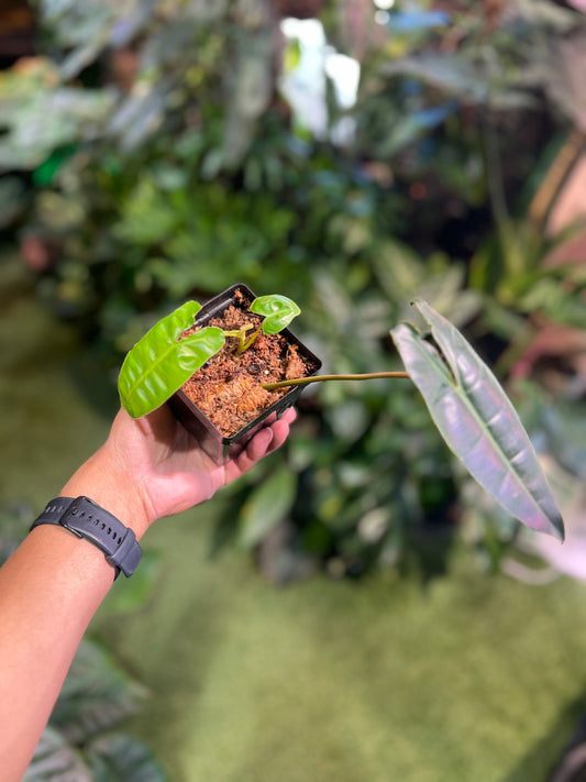 Philodendron Billietiae