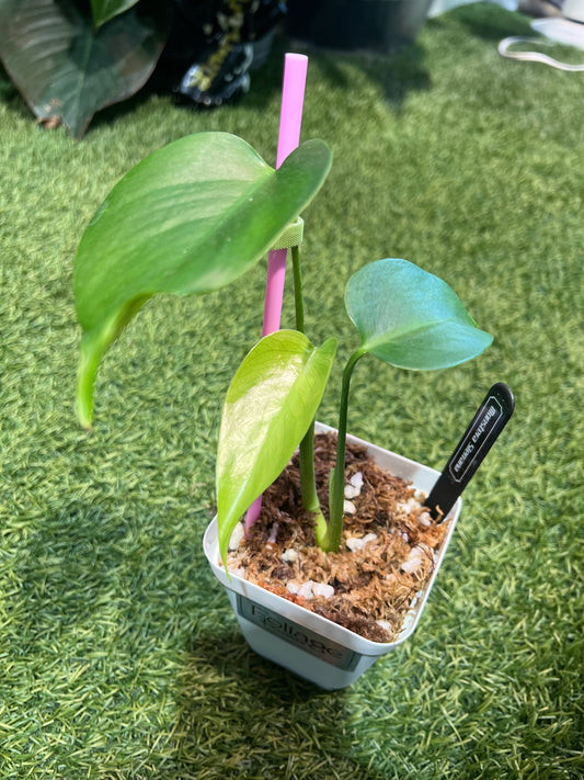 Monstera Sierrana