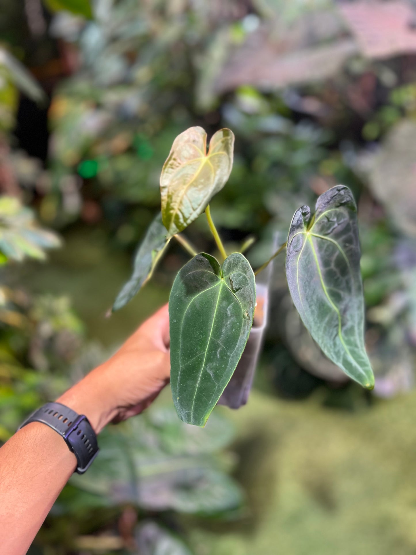 Anthurium Hoffmannii x Open