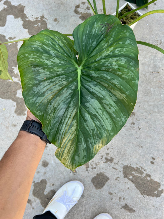Philodendron Sodiroi