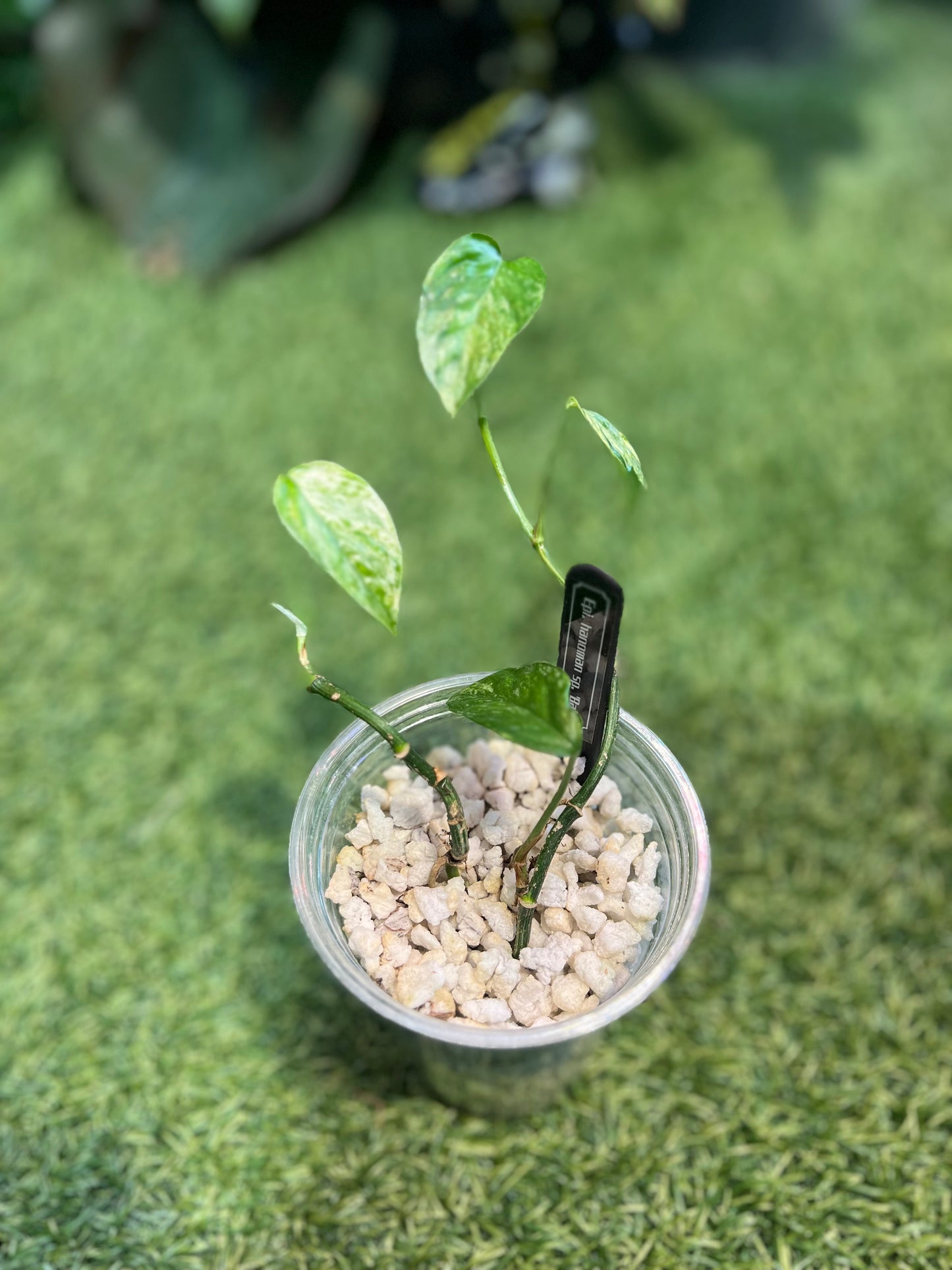 Epipremnum Hanomon sp. “Bali”