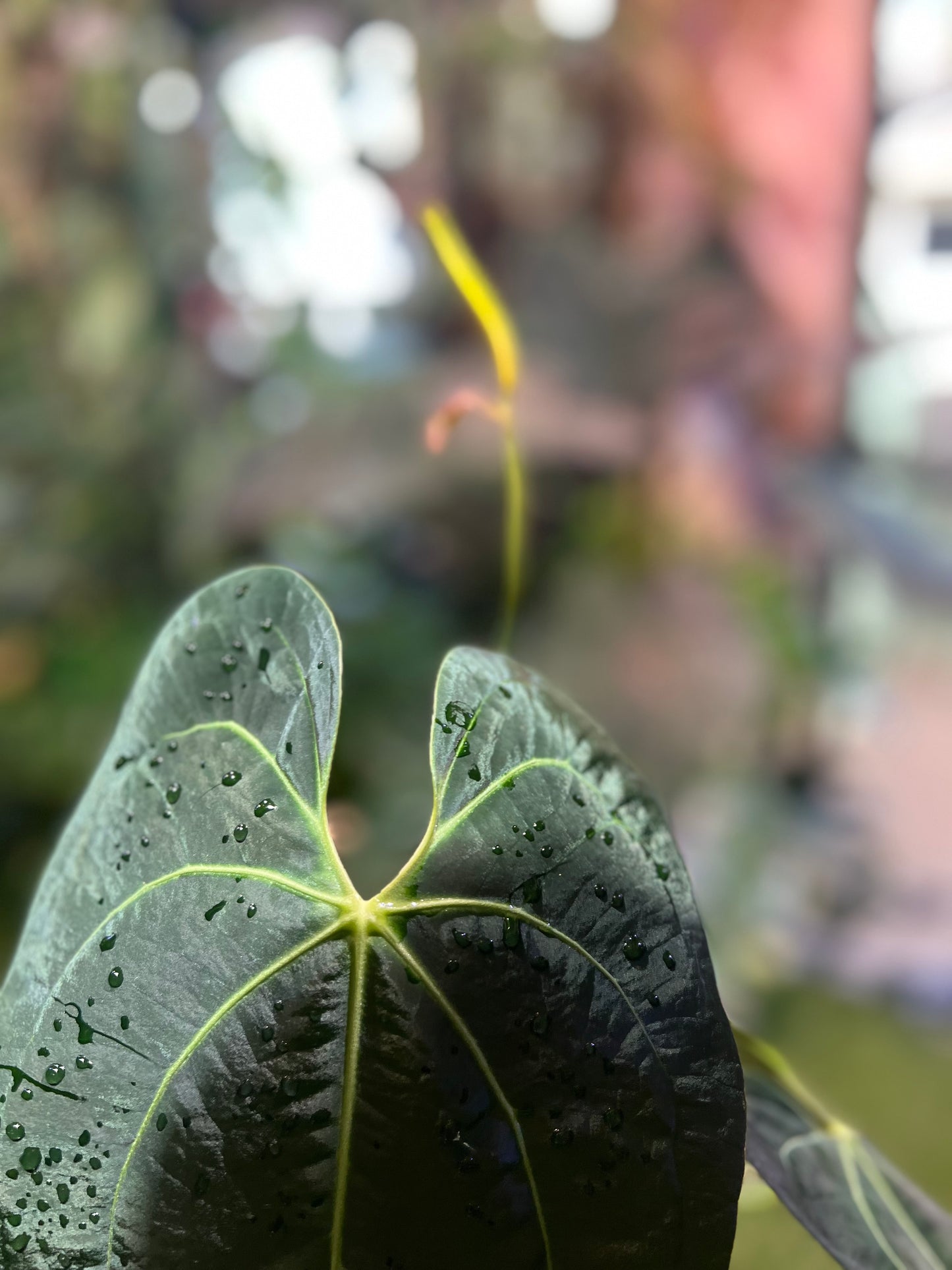 Anthurium NOID “Wings” x Besseae AFF