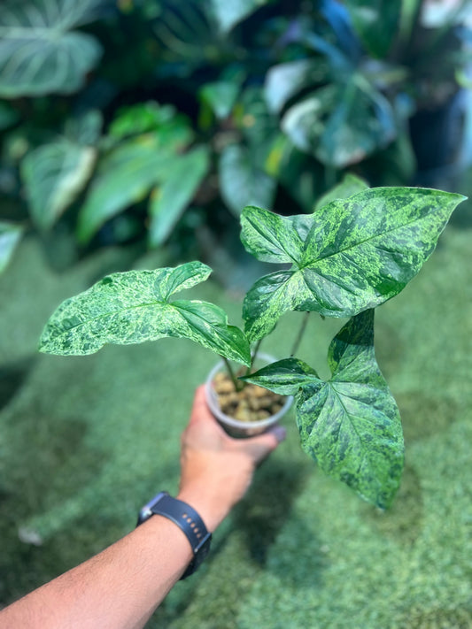 Syngonium Majito