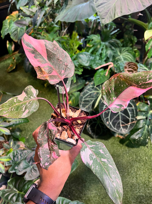 Philodendron Pink Princess Galaxy
