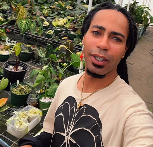 Zoom / Meta Consultations