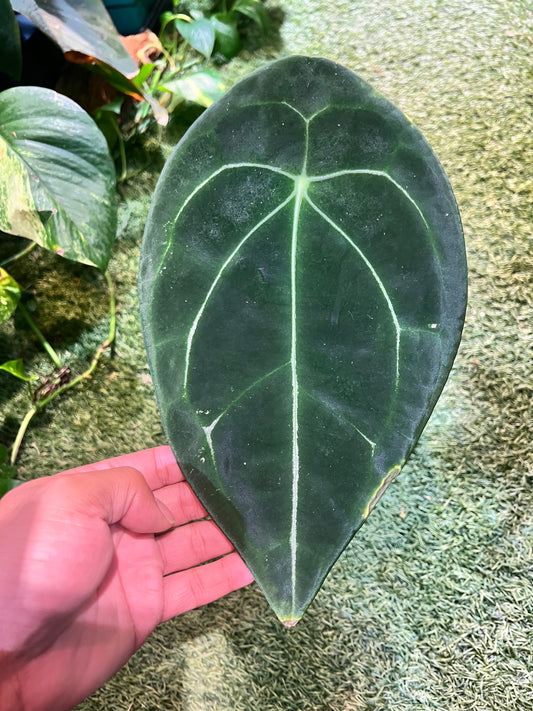 Anthurium Forgetii