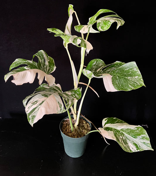 Monstera Albo Variegated.