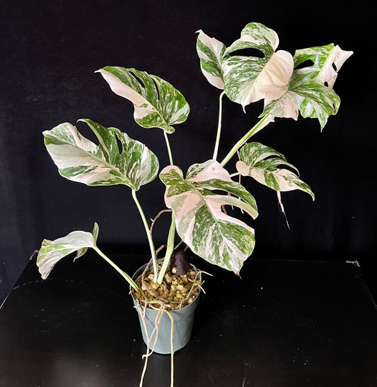 Monstera Albo Variegated
