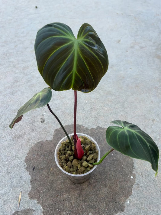 Philodendron El-Choco Red
